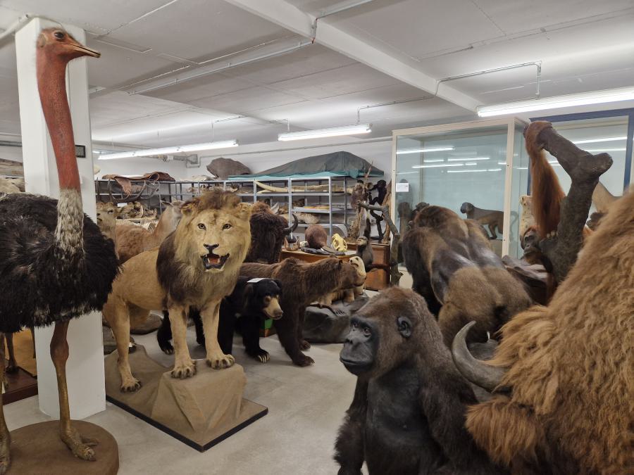 HSA am 17.08.2023 in den Naturhistorischen Sammlungen
